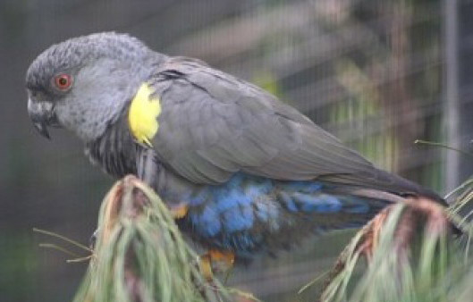 Poicephalus rueppelli 